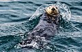 2011 Kenai Fjords Sea Otter-3 (6009163594).jpg