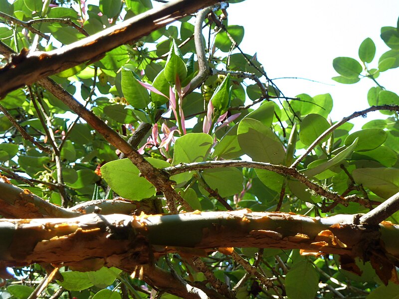 File:20120609 UBCBG RhododendronThomsonii Cutler P1240871.jpg