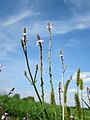 Verbena officinalis (Echtes Eisenkraut)