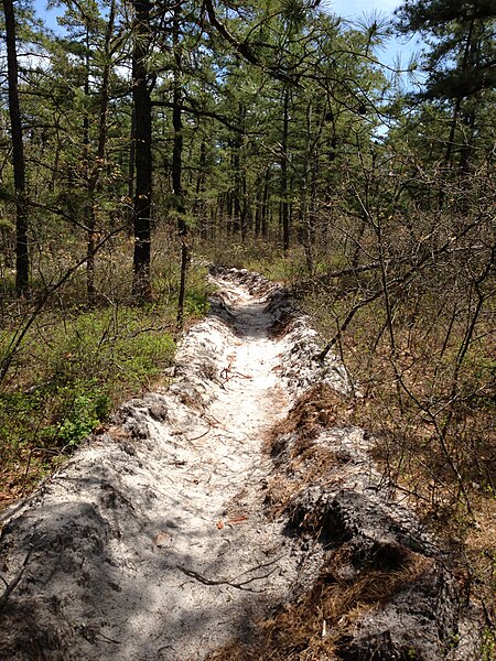 File:2013-05-10 12 18 27 Freshly dug fire break along the Mount Misery Trail in Brendan T. Byrne State Forest.jpg