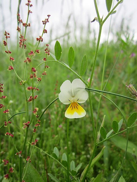 File:20130515Rumex acetosella & Viola arvensis2.jpg