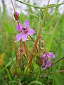 Gewöhnlicher Reiherschnabel (Erodium cicutarium)