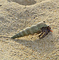 Einsiedlerkrebs am Hapla Beach von Koh Kho Khao