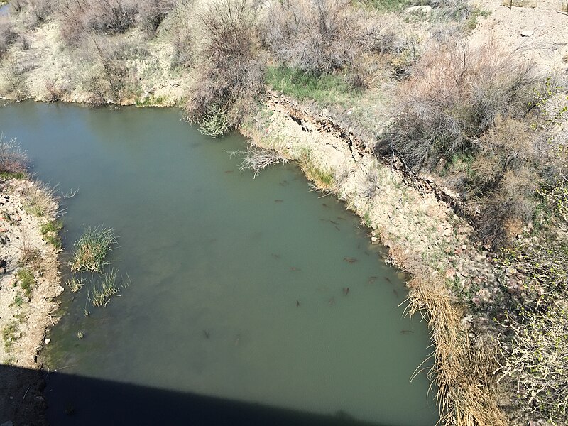 File:2015-04-18 11 24 55 Fish in the Humboldt River near Interstate 80 just northeast of Lovelock, Nevada.jpg