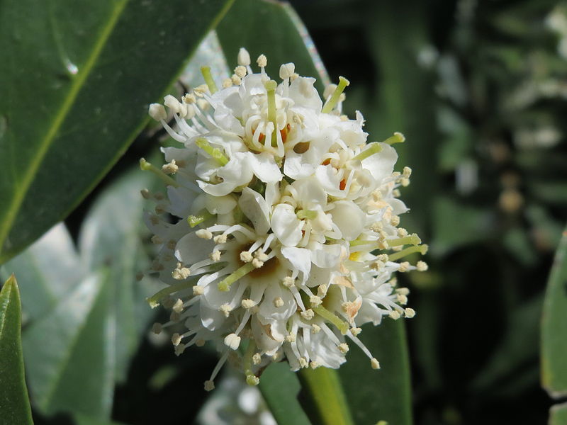 File:20150424Prunus laurocerasus3.jpg