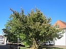 20161016Cornus mas4.jpg