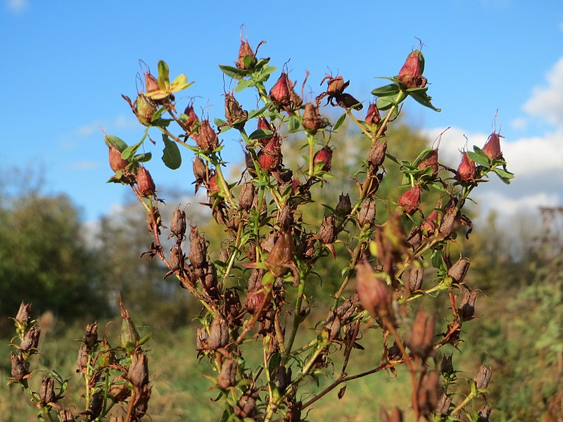 File:20171027Hypericum perforatum2.jpg