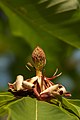 * Nomination Magnolia Obovata, fruit with petals, Landschaftsschutzgebiet Rittergutspark Destedt, Lower Saxony / Germany --PtrQs 13:19, 14 December 2019 (UTC) * Promotion  Support Good quality. --Poco a poco 17:27, 14 December 2019 (UTC)