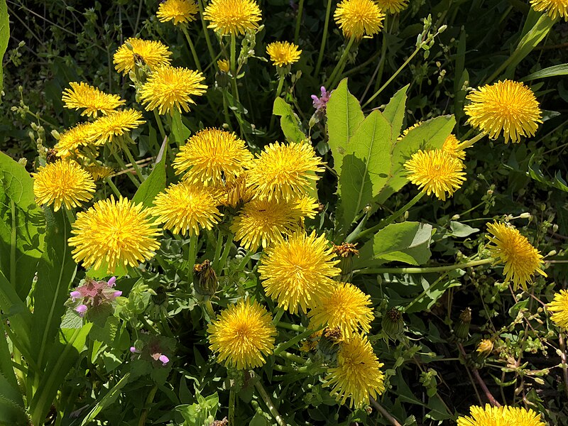 File:2021-04-20 11 17 44 A cluster of dandelion flowers along Allness Lane in the Chantilly Highlands section of Oak Hill, Fairfax County, Virginia.jpg