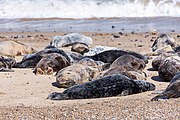 Seals at Horsey Dunes in Norfolk, United Kingdom.