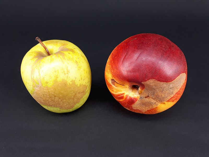 File:2 x Stained fruit - Apple - Nectarine - 2017 B.jpg