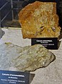Deux types de calcaire trouvés à Plougastel-Daoulas.