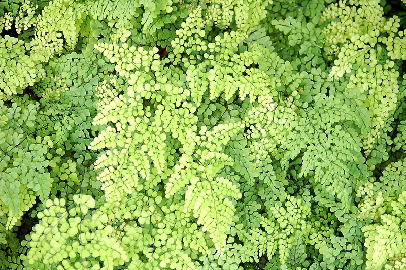 File:3958 - Adiantum venustum (Immergrüner Frauenhaarfarn).JPG