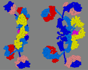 Immunoglobulin A