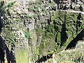 Blick auf den Vogelfelsen La Fauconniere-Das Cap Frehel ist ein Vogelschutzgebiet das viele Brutvogelarten beherbergt-Cote de Emeraude,Village Plevenon