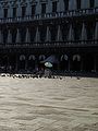 8242 - Venezia - Piazza San Marco - Foto Giovanni Dall'Orto, 12-Aug-2006.jpg