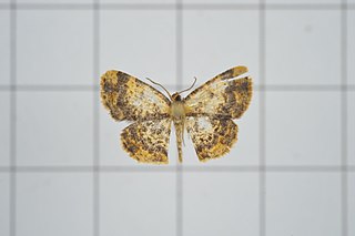 <i>Ninodes</i> Genus of moths