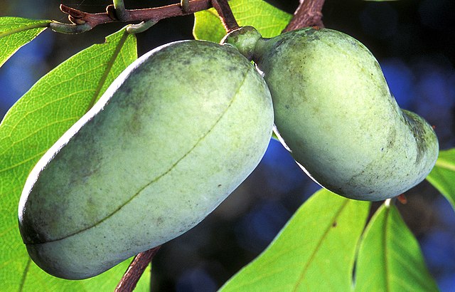 Pawpaw (Asimina triloba) –