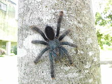 AVICULARIA AVICULARIA.JPG