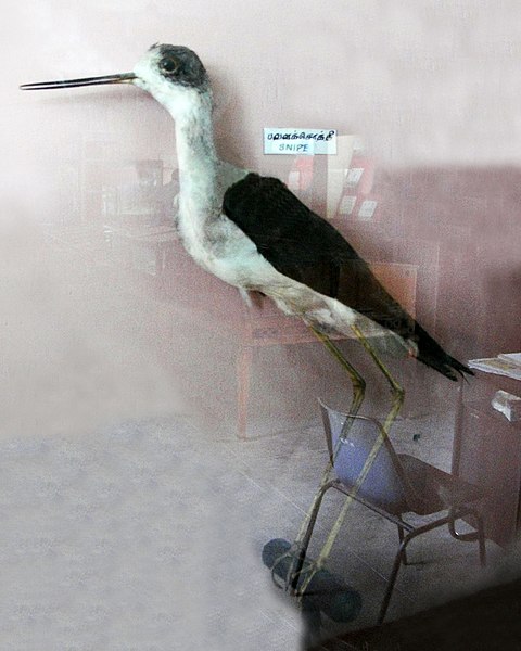 File:A closeup of taxidermy of Pavazhakkoththi.JPG