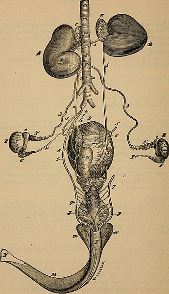 File:A compend of equine anatomy and physiology (1896) (20048552524).jpg