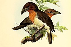A monograph of the Capitonidæ, or scansorial barbets (Pl. (LXXI)) BHL47772939 (cropped2).jpg