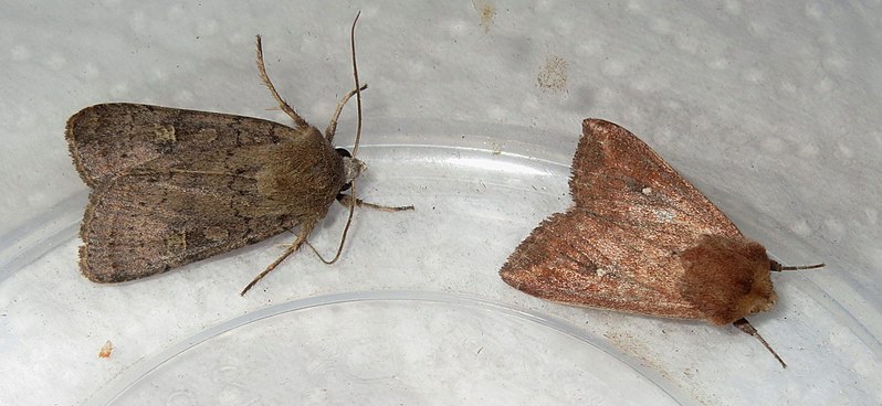 File:A pair of overnight guests (NH266kit) (24921377195).jpg