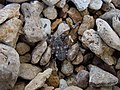 * Nomination A spider on the beach of the Tyligul Estuary, Ukraine --Ykvach 14:13, 17 November 2013 (UTC) * Decline Extreme CA. --Mattbuck 20:40, 24 November 2013 (UTC)