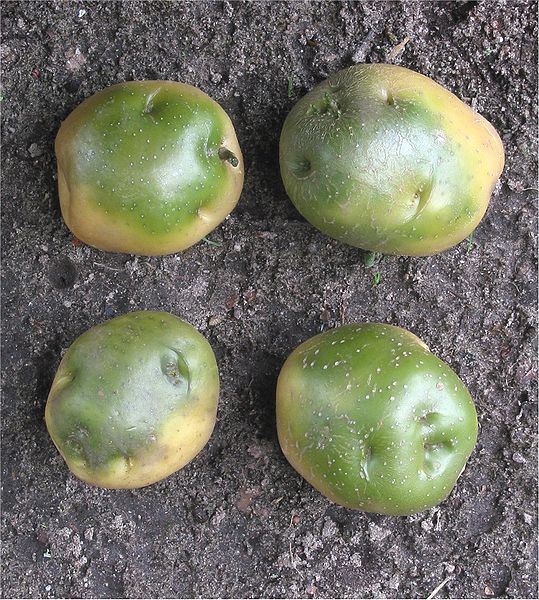 File:Aardappel groene knollen (Solanum tuberosum).jpg