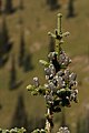 Abies lasiocarpa