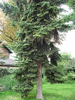 Abies numidica 02 by Line1.jpg