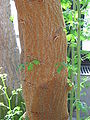 Acacia-seyal-bark.jpg