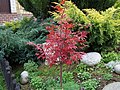 Acer palmatum 'Atropurpureum'