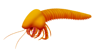 <i>Acheronauta</i> Possible extinct mandibulate arthropod