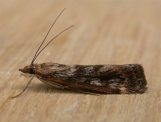 <i>Achyra</i> (moth) Genus of moths