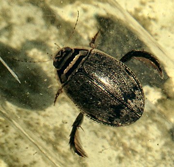 Acilius sulcatus