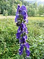 Monkshood in Frankenthal [fr].