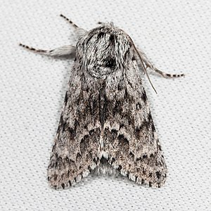 Acronicta spinea.jpg