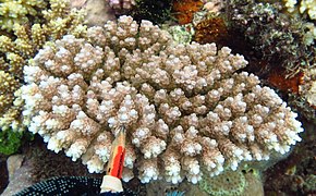 Beskrivelse av Acropora anthocercis.jpg-bildet.