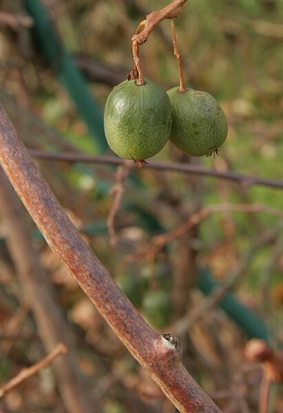 File:Actinidia-arguta-fruits.jpg