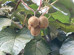 Actinidia chinensis