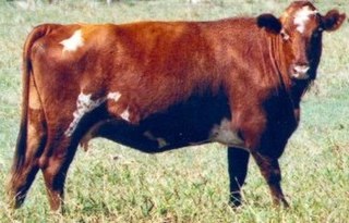 <span class="mw-page-title-main">Adaptaur</span> Breed of cattle