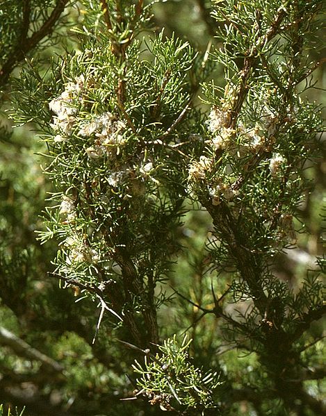 Archivo:Adesmia pinifolia 2.jpg