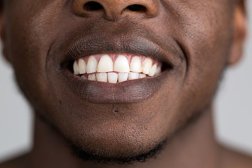 Adult human teeth
