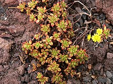 Aeonium sedifolium P1050441.JPG