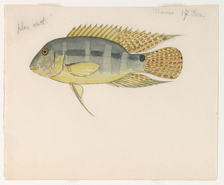 File:Aequidens mauesanus (Maues, Brazil, 17 December 1865).jpg
