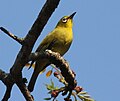 Thumbnail for Southern yellow white-eye