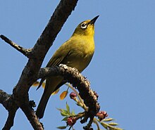 African Yellow White-eye RWD.jpg