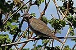 Thumbnail for File:African mourning dove (Streptopelia decipiens perspicillata).jpg