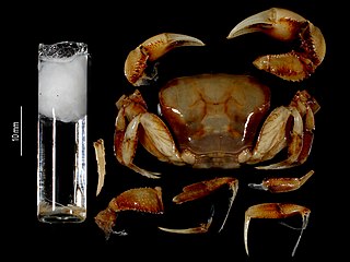 <i>Afrithelphusa</i> Genus of crabs